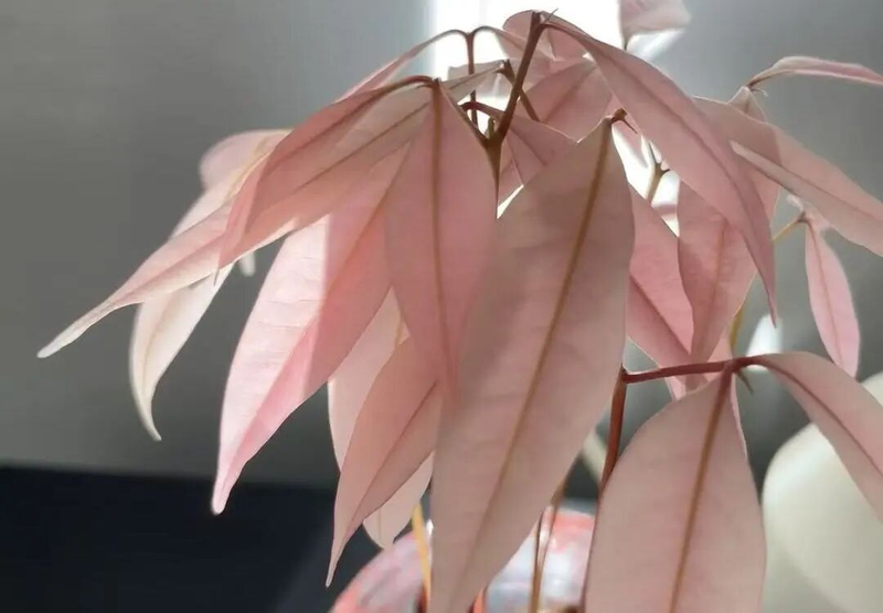 Various fruit seed-planting methods