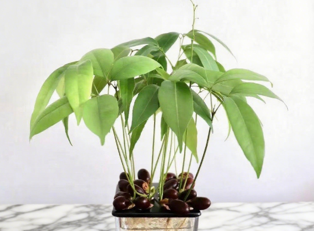 Various fruit seed-planting methods