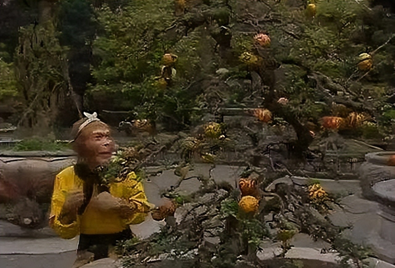 Man-camel fruit, fruit-planting techniques