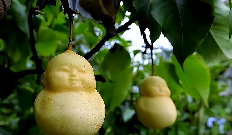 Man-camel fruit, fruit-planting techniques