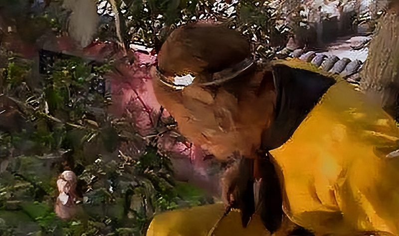 Man-camel fruit, fruit-planting techniques