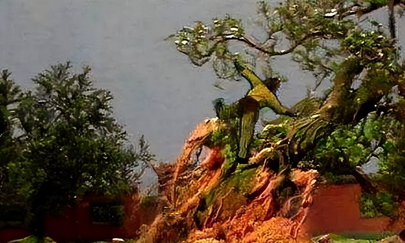 Man-camel fruit, fruit-planting techniques