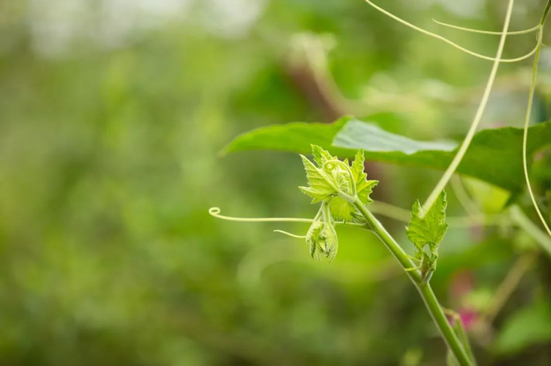 无蔓南瓜种植技术