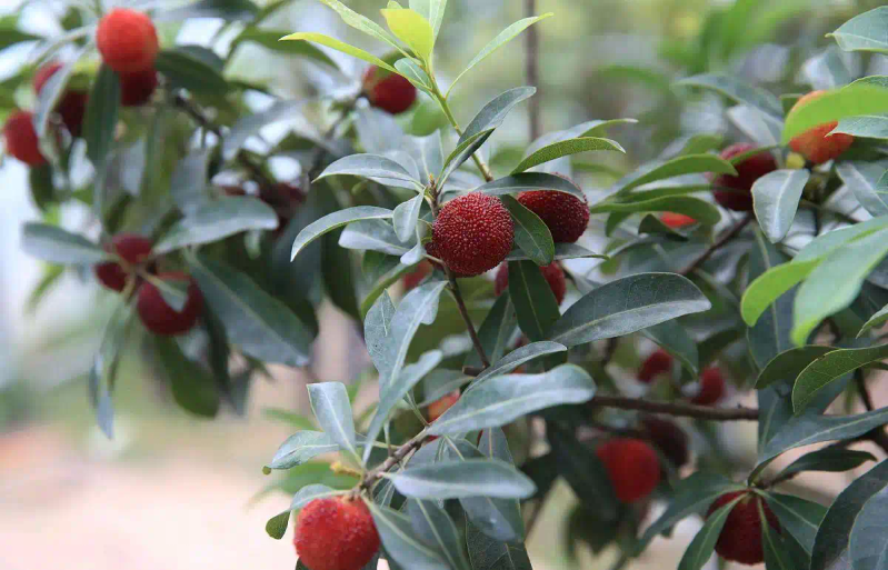 现在种植什么果树最赚钱