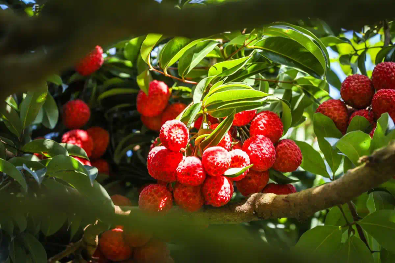 现在种植什么果树最赚钱