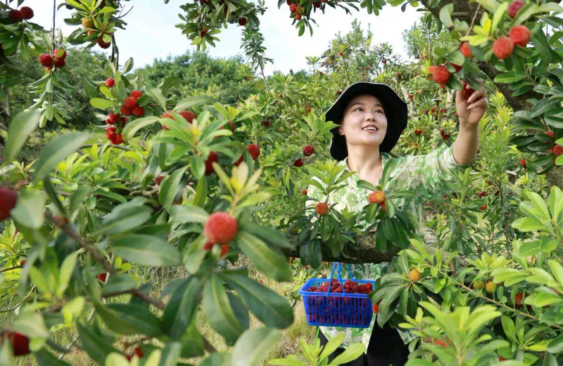 现在种植什么果树最赚钱