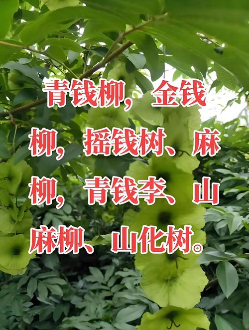 青钱柳种植技术