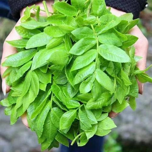 青钱柳种植技术