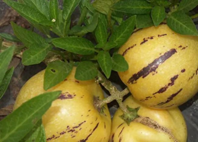 人参果，娃娃水果树种植技术