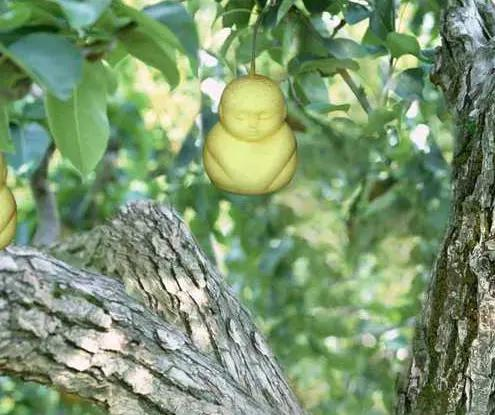 人参果，娃娃水果树种植技术