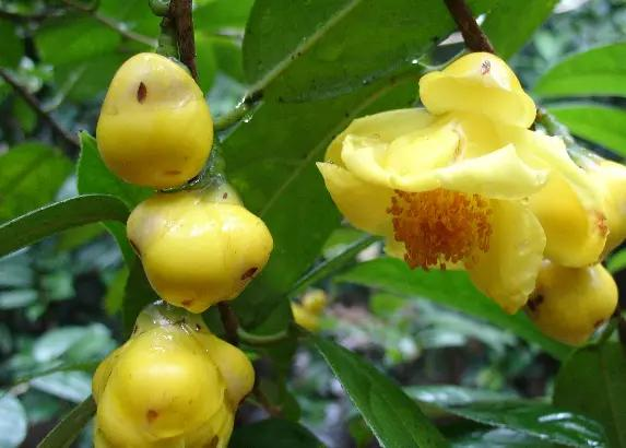 人参果，娃娃水果树种植技术