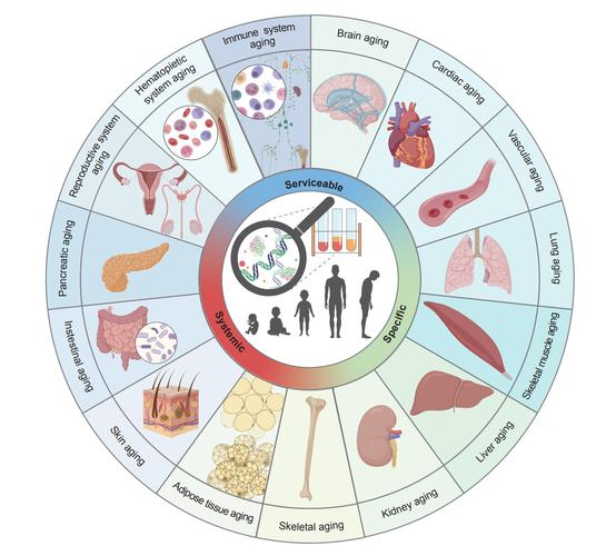 生物老化端粒酶理论