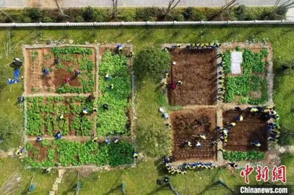 扁豆的种植方法