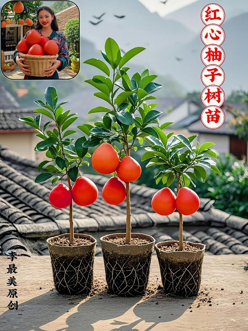 红心蜜柚种植技术