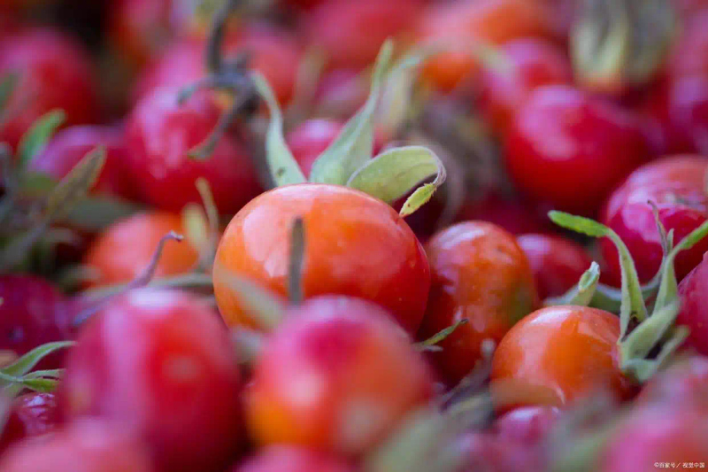 现在种植什么果树最赚钱
