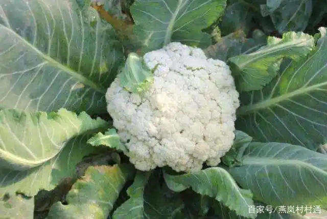 Plantation techniques