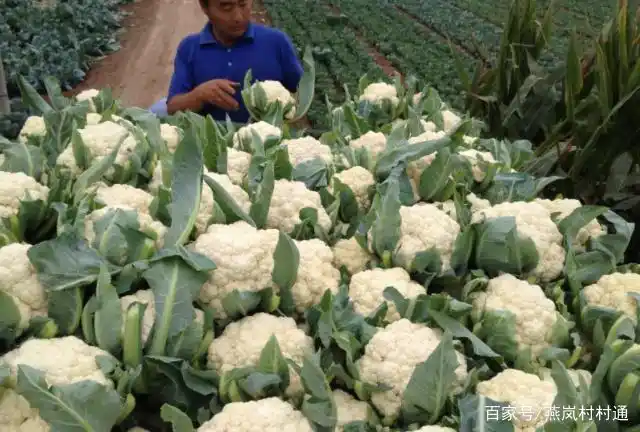 Plantation techniques