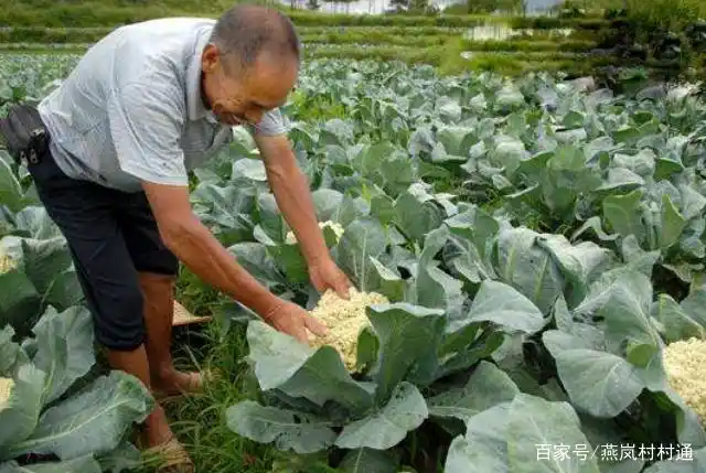 Plantation techniques