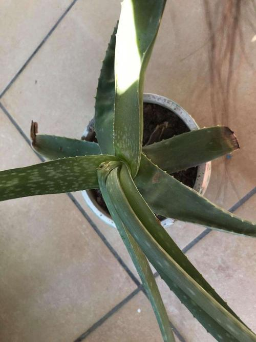 The method of cultivation is cut off