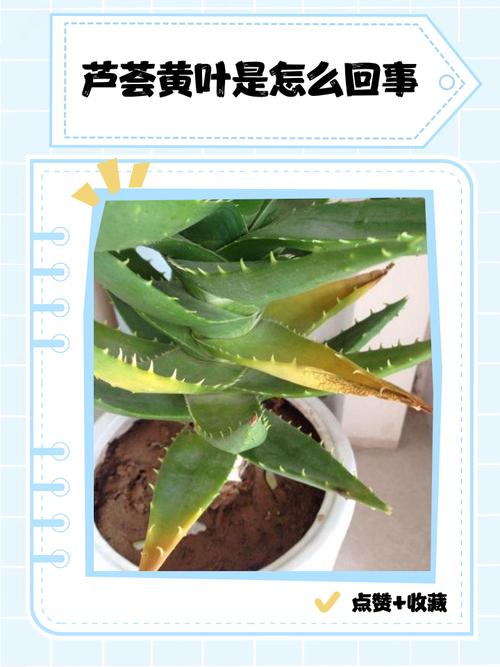 The method of cultivation is cut off