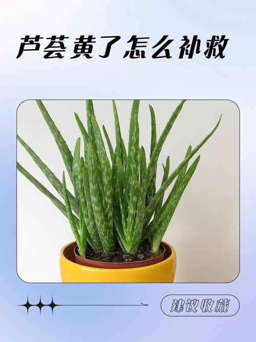 The method of cultivation is cut off