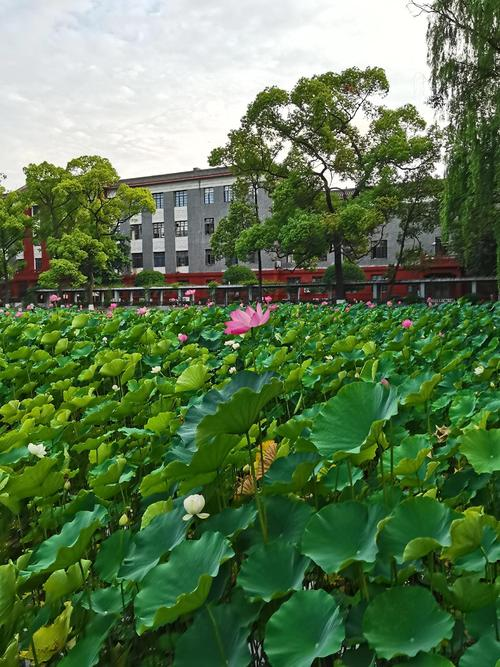 Technology for the cultivation of flowers