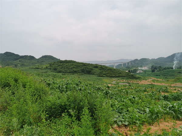 Video of cucumber growing techniques