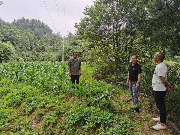 Video of cucumber growing techniques