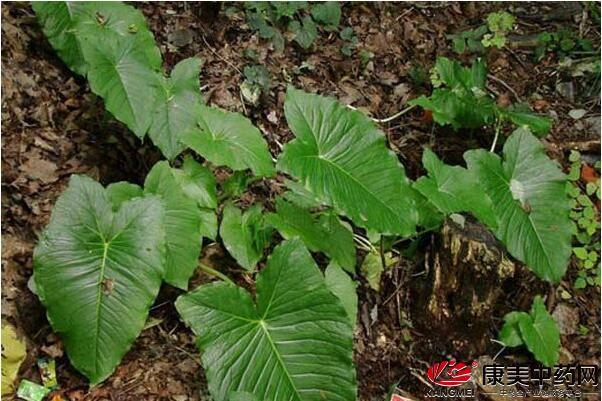 白附子种植技术