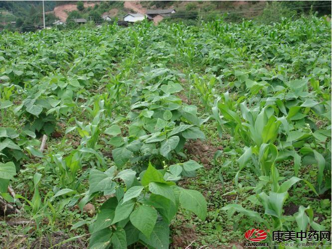 白附子种植技术