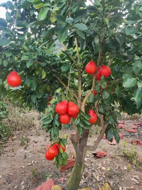 红心蜜柚种植技术