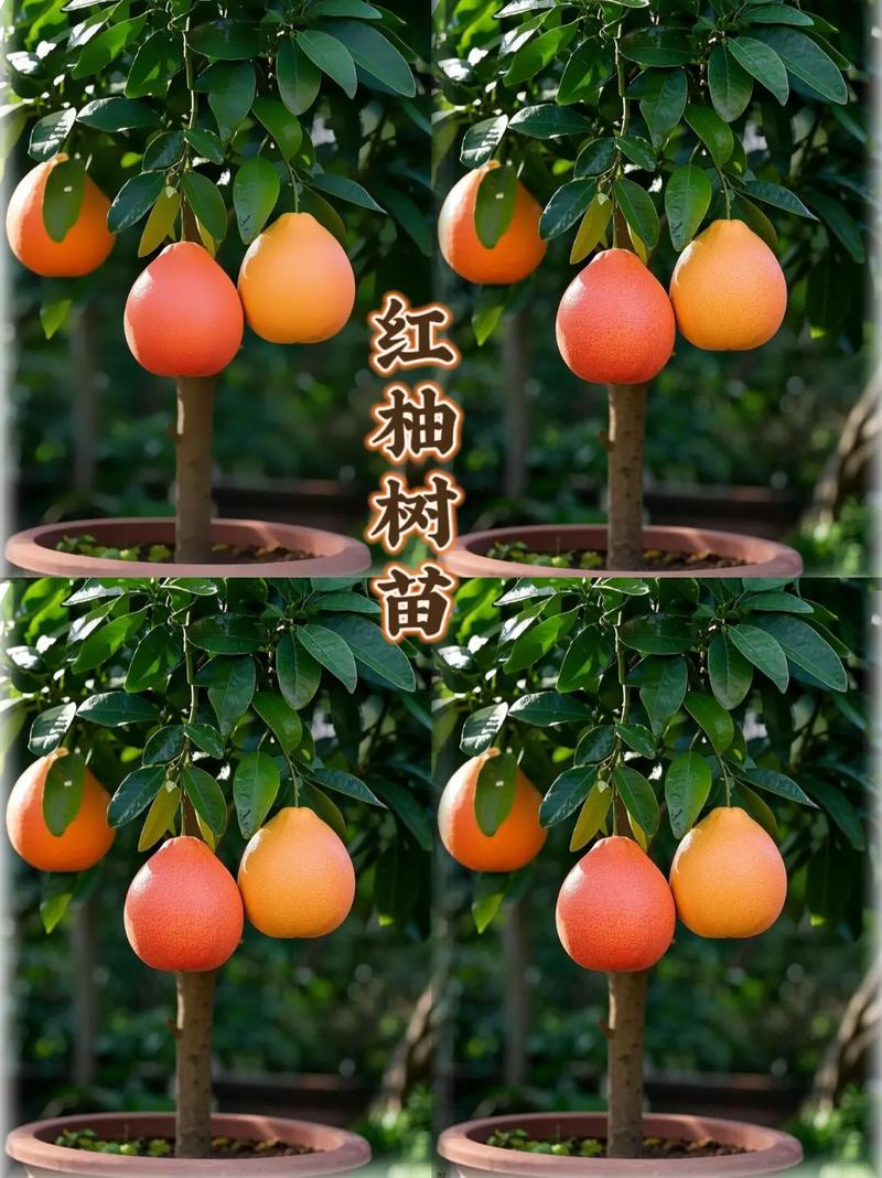 红心蜜柚种植技术