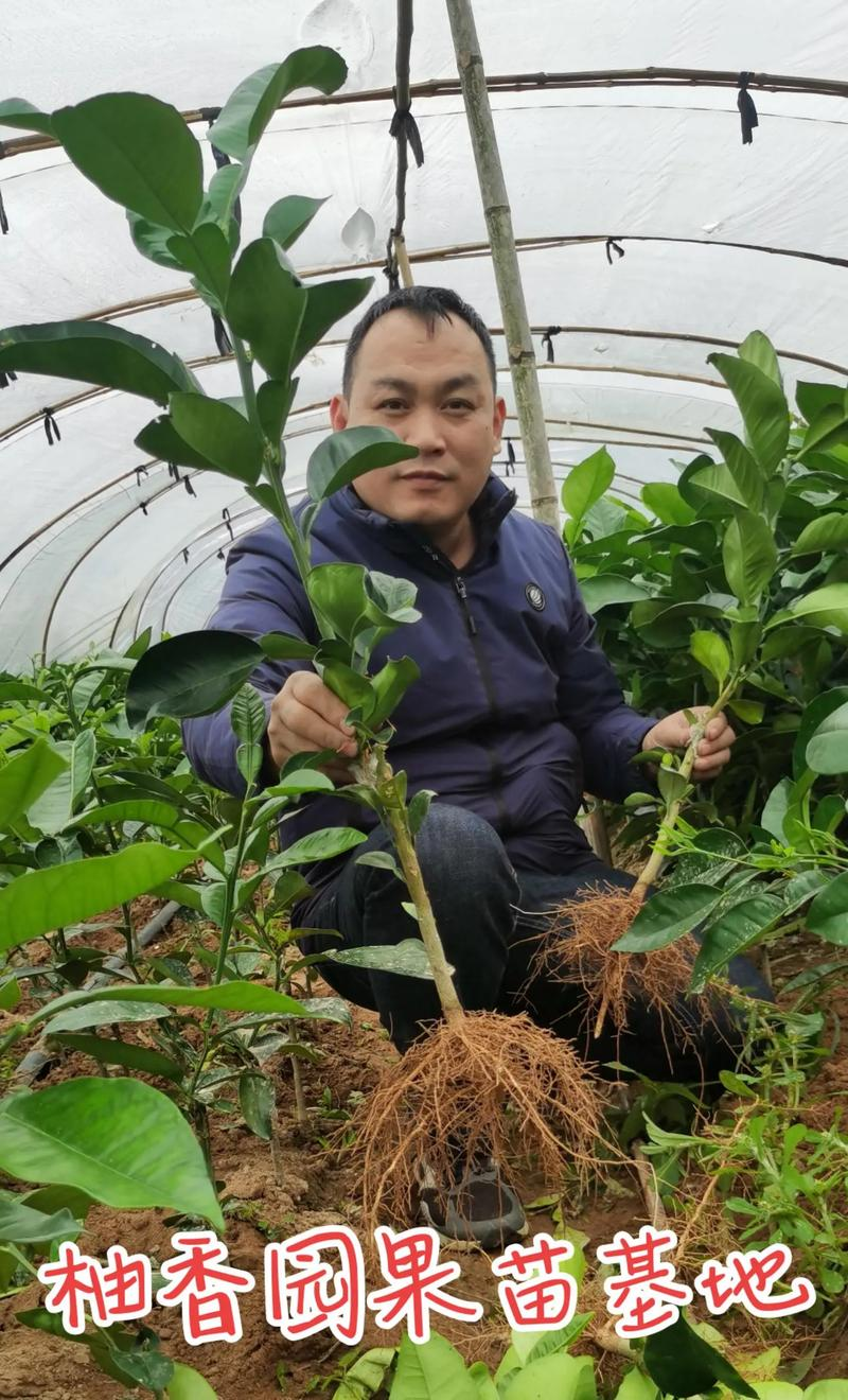 红心蜜柚种植技术