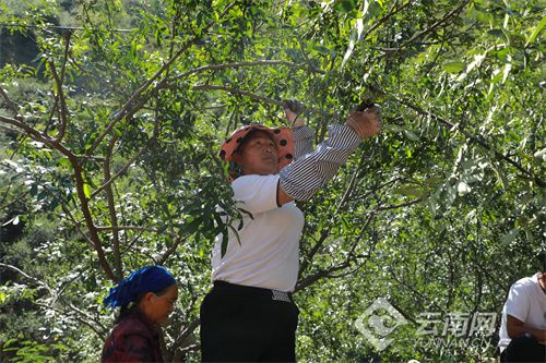花椒的种植方法