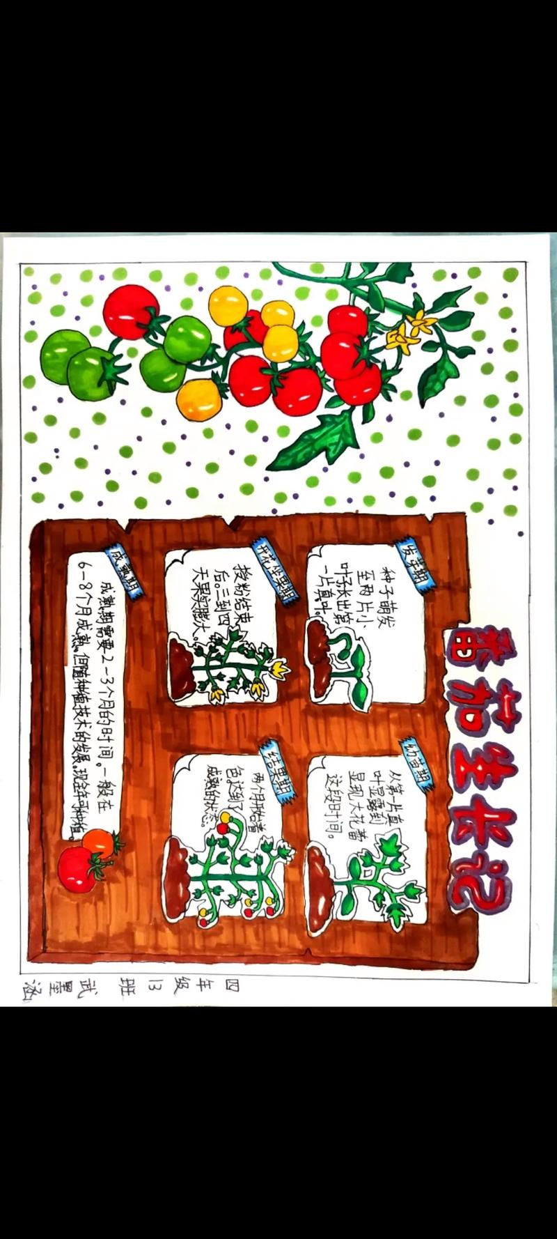 Tomato production techniques