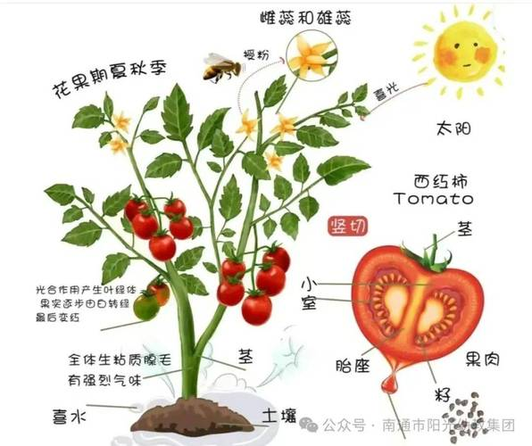 Tomato production techniques