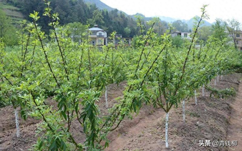 花椒的种植方法