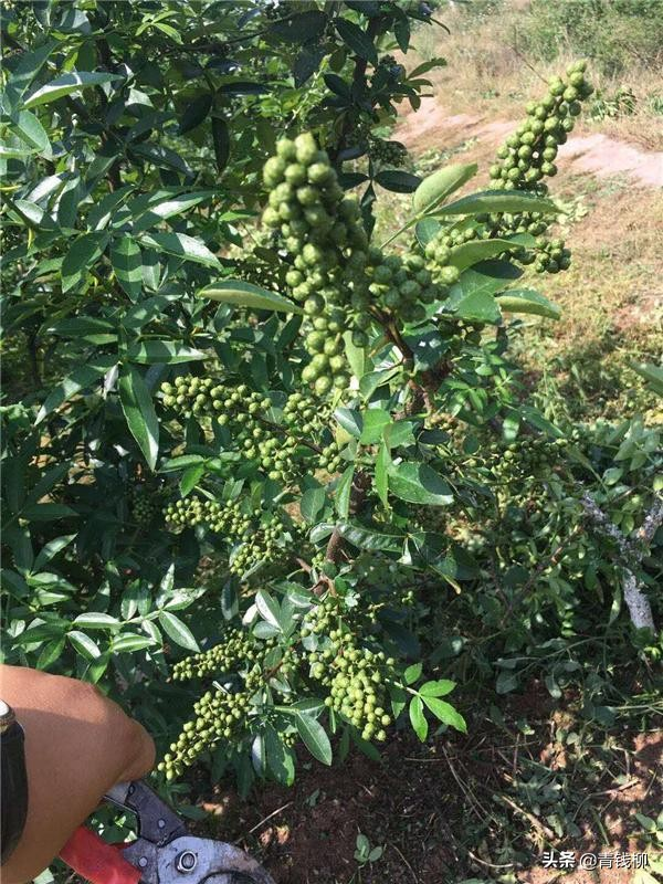 花椒的种植方法