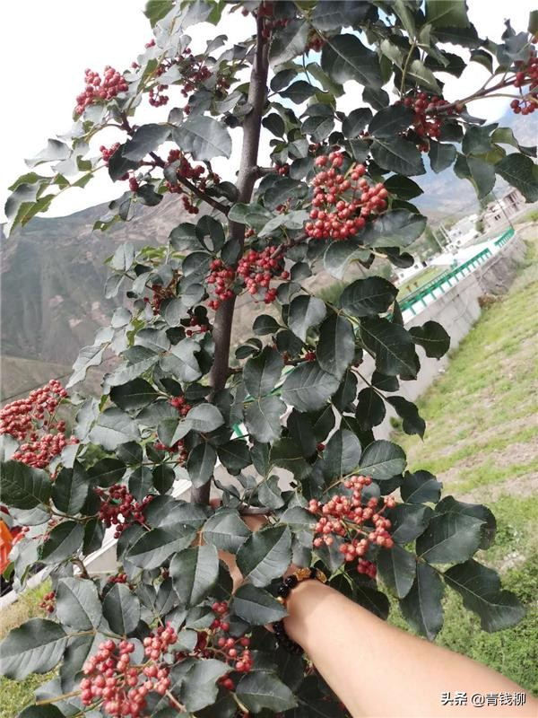 花椒的种植方法