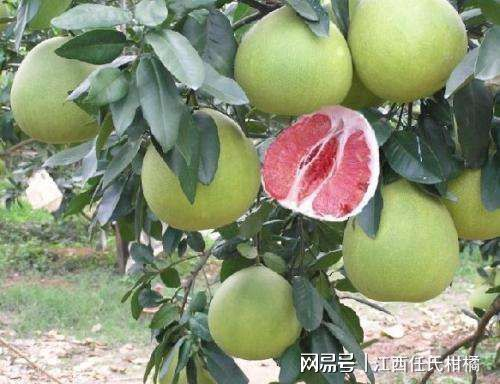 红心蜜柚种植技术