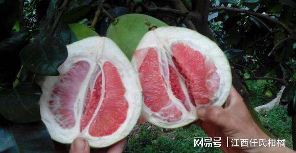 红心蜜柚种植技术