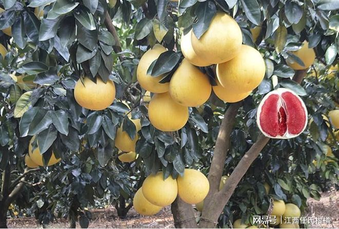 红心蜜柚种植技术