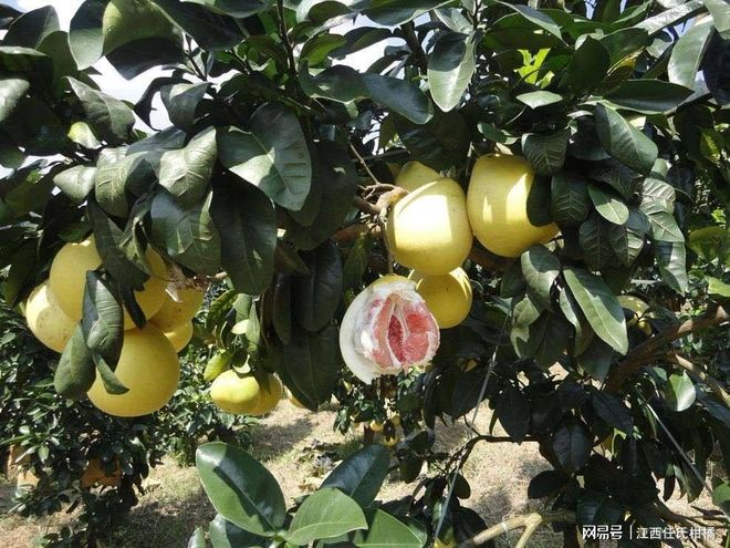 红心蜜柚种植技术