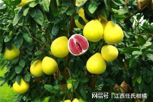 红心蜜柚种植技术