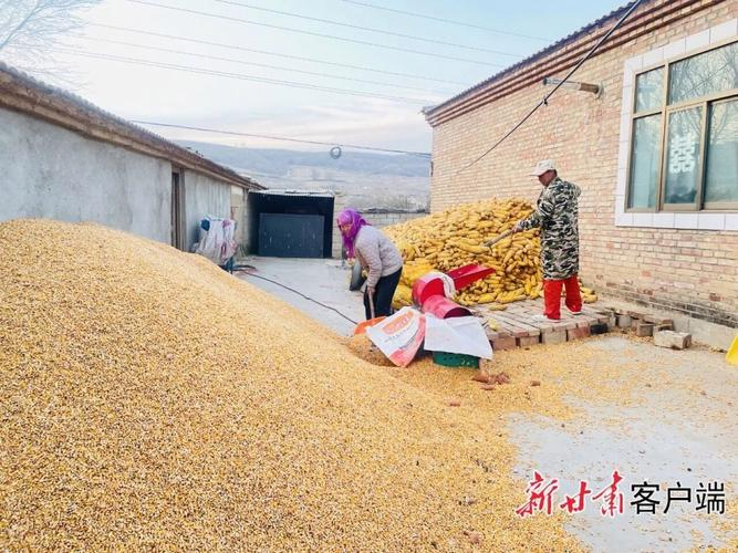 土党参的种植方法