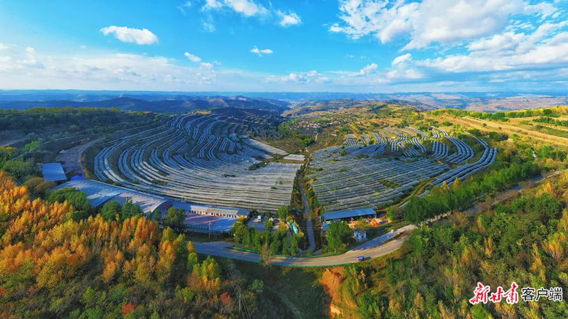 土党参的种植方法