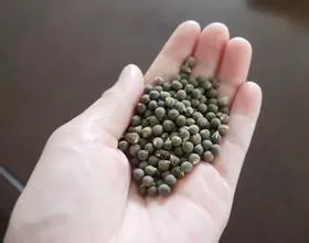 黄秋葵的种植方法 内蒙古