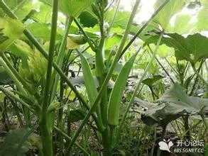 黄秋葵的种植方法 内蒙古