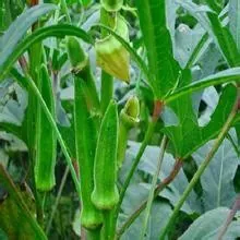 黄秋葵的种植方法 内蒙古