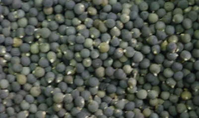 黄秋葵的种植方法 内蒙古